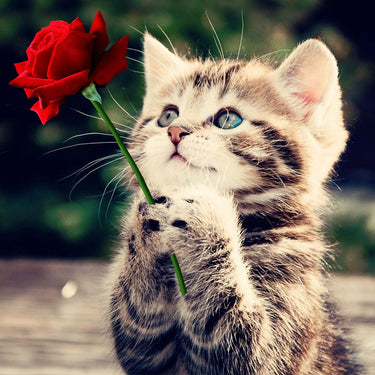 Diamond Painting Kitten met een rode roos met Ronde steentjes 100x100 - Beste Kwaliteit